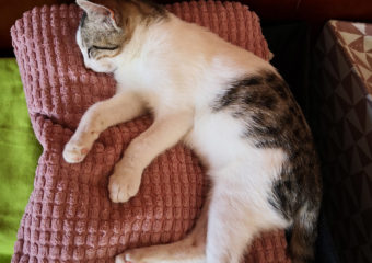 Cleo también duerme en pose de croissant