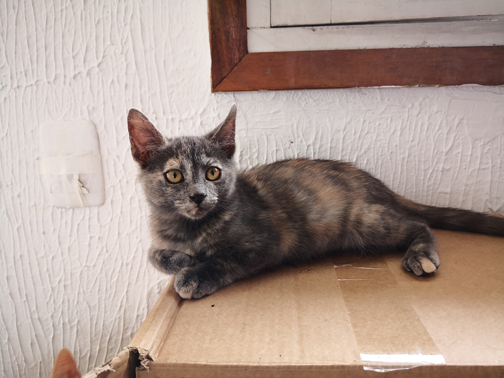 Musa es muy fan del techo de la caja